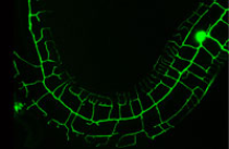 分子生物学